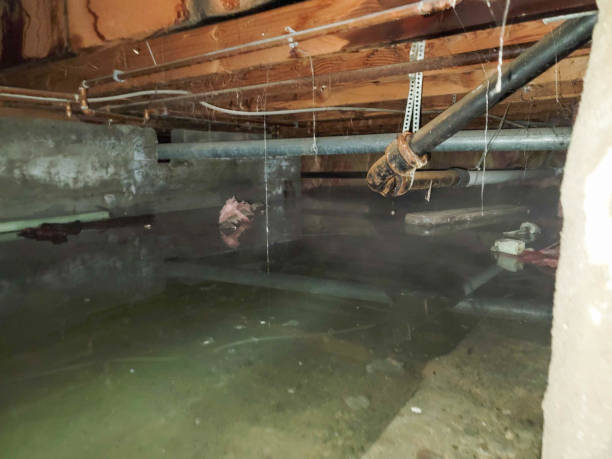 Best Local water damage restoration  in Prairie City, IA